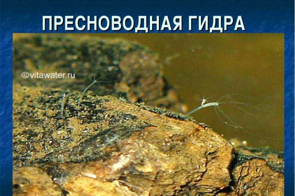 Что такое кракен маркет торкнет